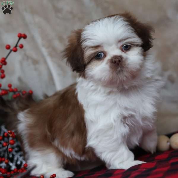Jolly, Shih Tzu Puppy